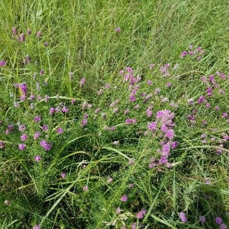 Dalea purpurea Hábito