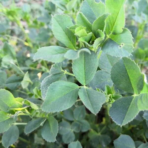 Medicago turbinata Lapas