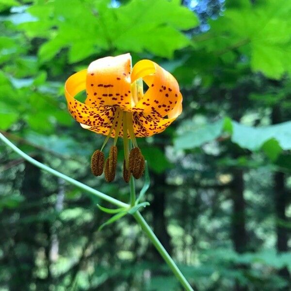 Lilium columbianum ফুল