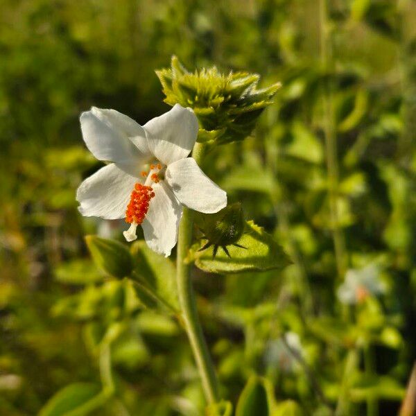 Hibiscus flavifolius Lorea