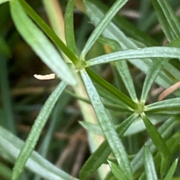 Galium pumilum Blatt