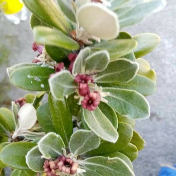 Pittosporum crassifolium Цветок