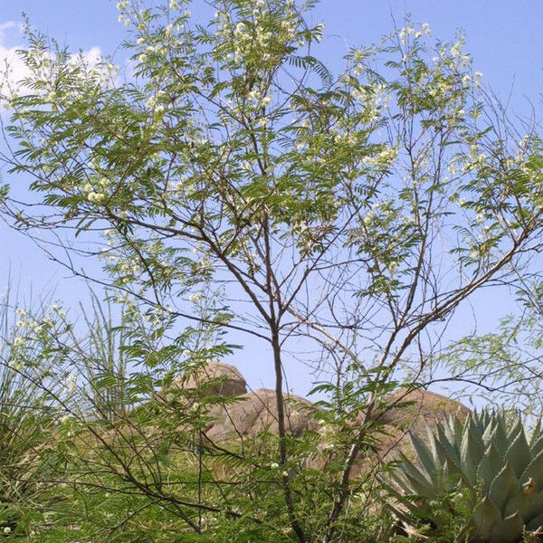 Acaciella angustissima Habitat