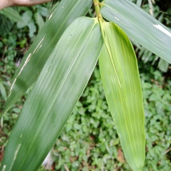 Pseudosasa japonica Lehti