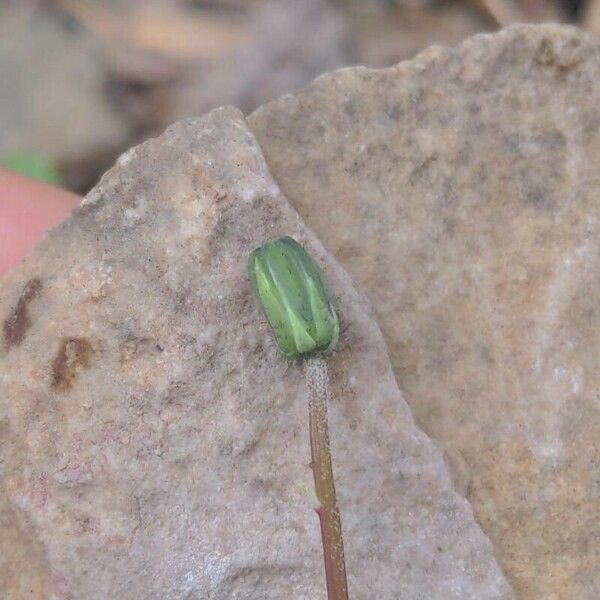 Aetheorhiza bulbosa Kwiat