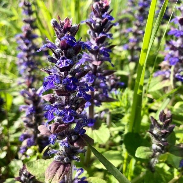 Ajuga reptans Žiedas