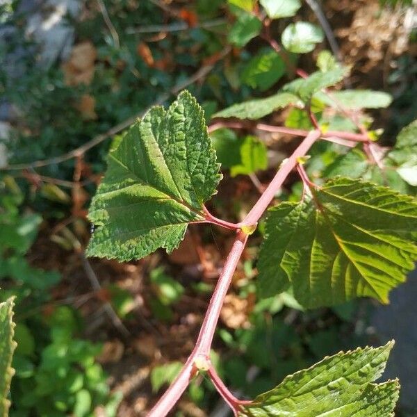 Neillia sinensis Rusca