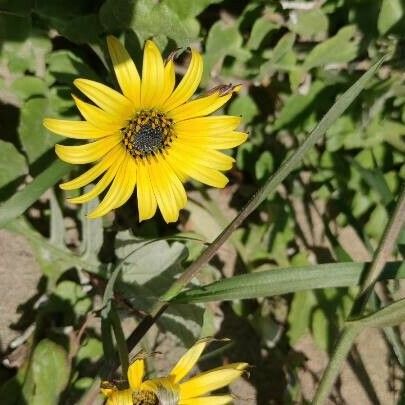 Arctotheca calendula Žiedas