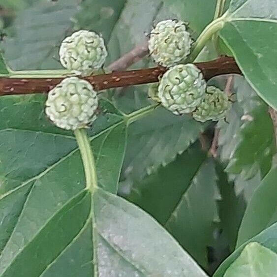 Maclura tricuspidata Fruto