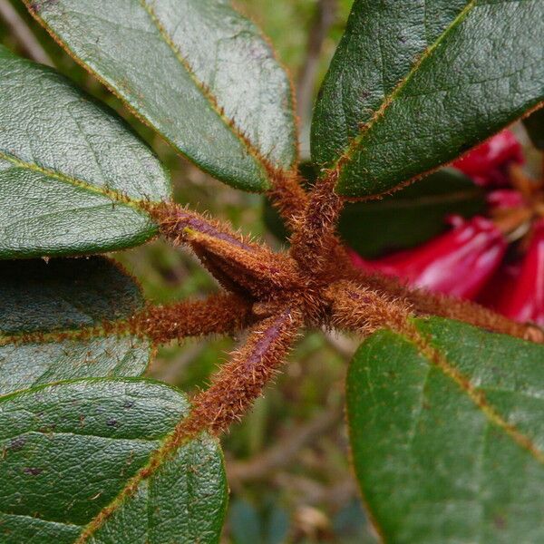 Rhododendron beanianum Lehti