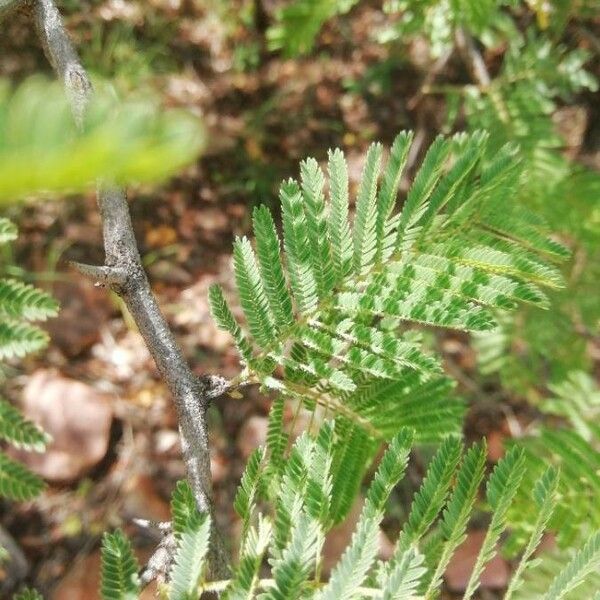 Dichrostachys cinerea Folla