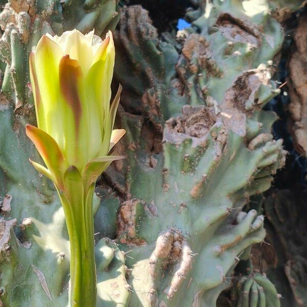 Cereus repandus പുഷ്പം