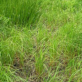 Carex atherodes आदत