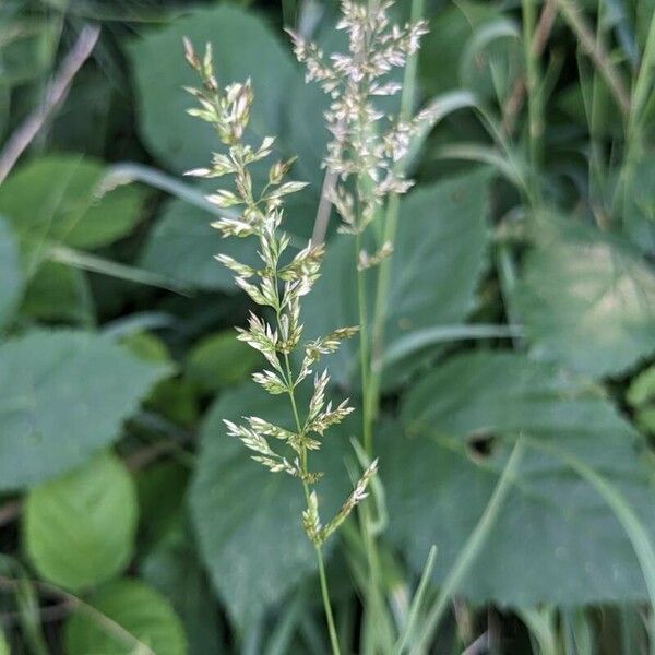 Agrostis stolonifera Kukka