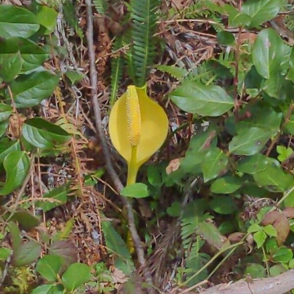 Lysichiton americanus Bloem