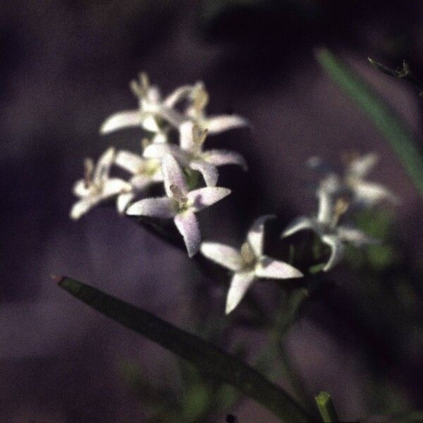 Stenaria nigricans Flower