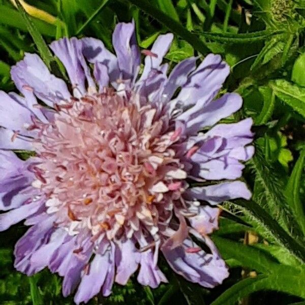 Knautia macedonica Flower