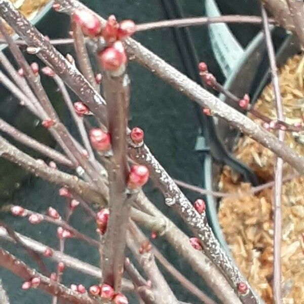 Prunus tenella Květ