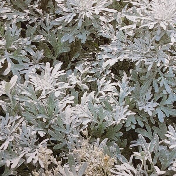 Artemisia stelleriana Leaf