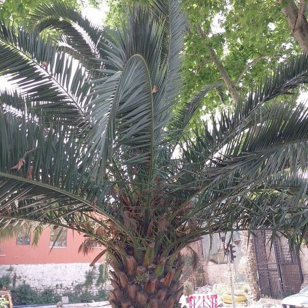 Phoenix canariensis Leht