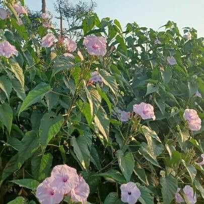 Ipomoea carnea Інше