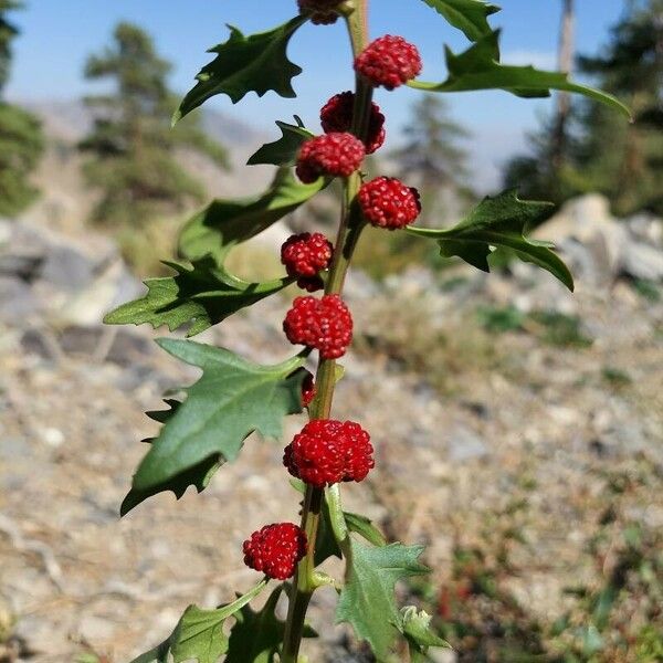 Blitum capitatum পাতা