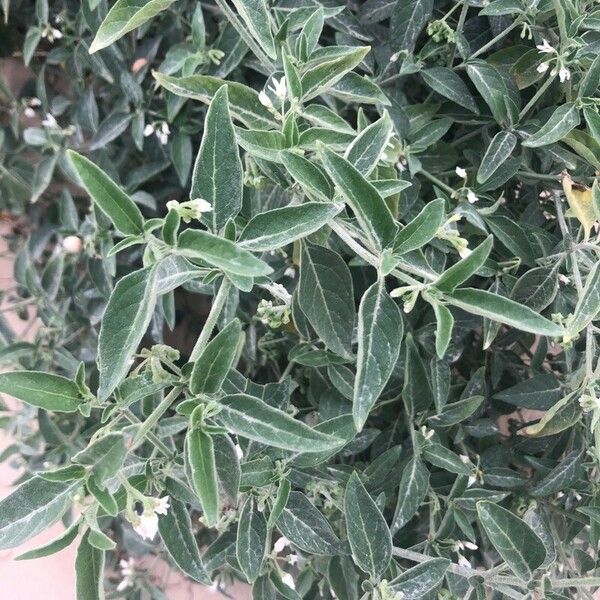 Solanum chenopodioides ഇല