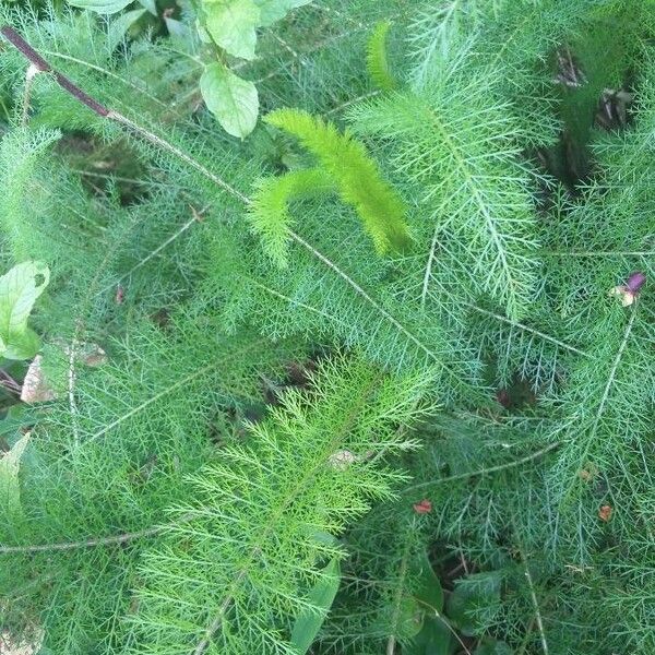 Achillea nobilis Blad