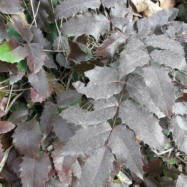 Berberis aquifolium Hostoa