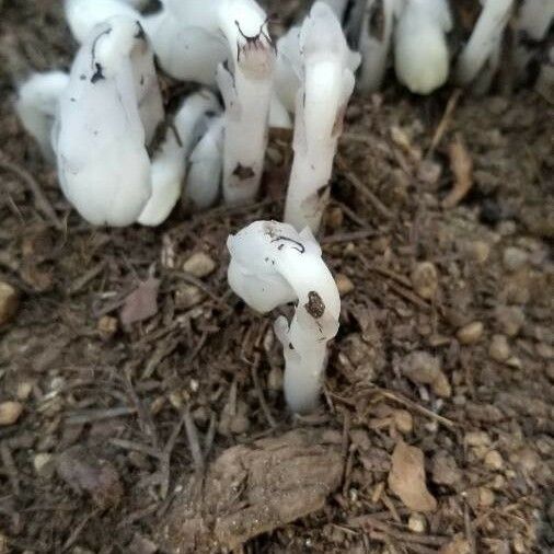 Monotropa uniflora Feuille