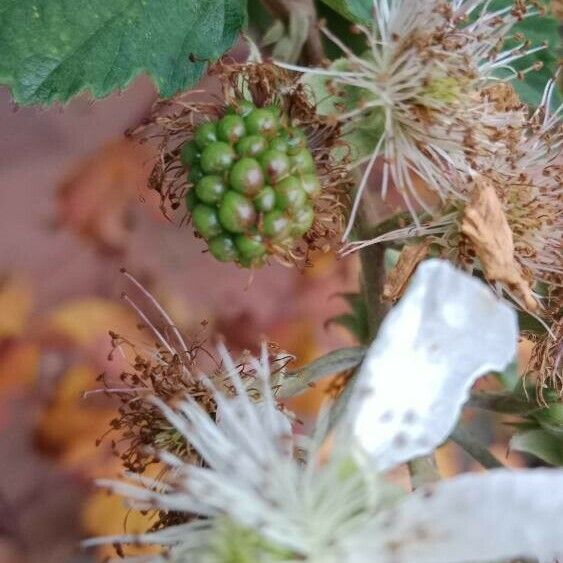 Rubus ulmifolius Hedelmä