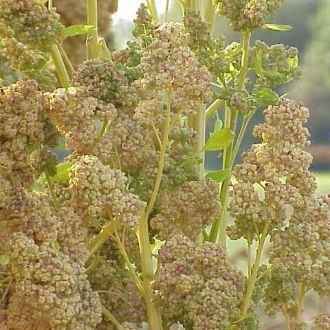 Chenopodium quinoa Frucht