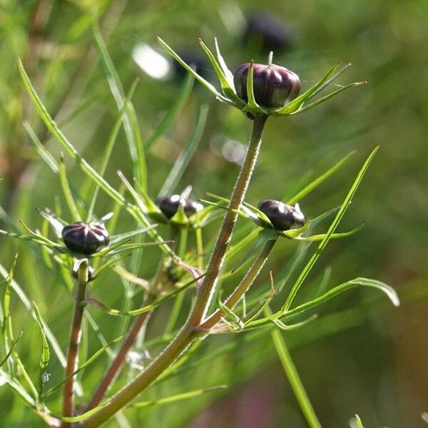 Cosmos bipinnatus List