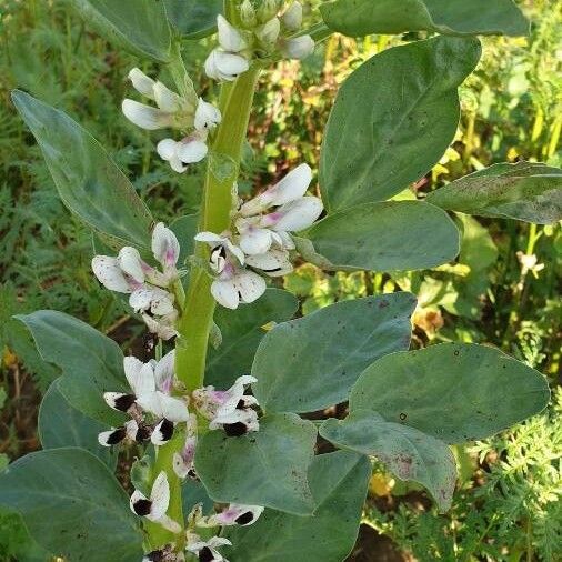 Vicia faba Kukka