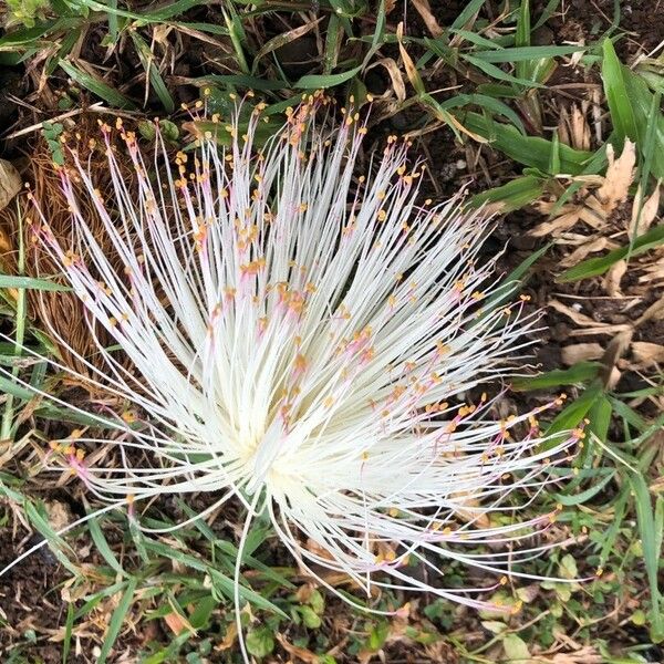 Barringtonia asiatica Blomst