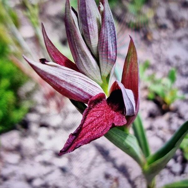 Serapias cordigera Flower