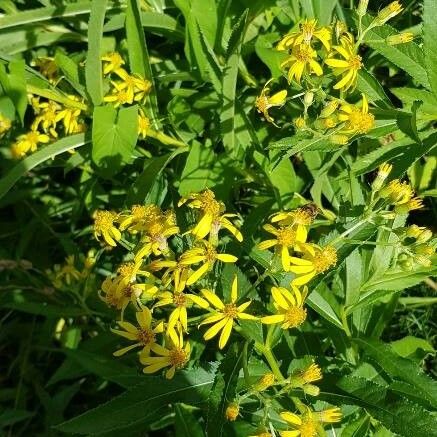 Senecio hercynicus Fleur