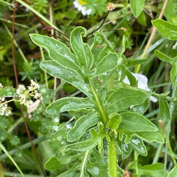 Centaurea scabiosa Blatt