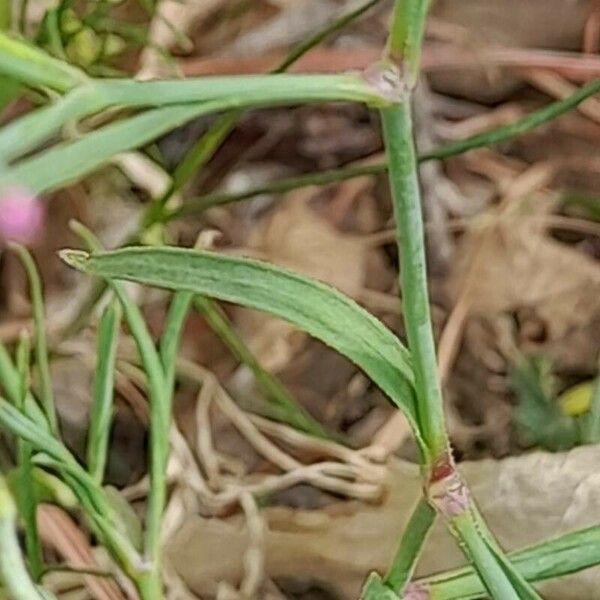 Dianthus nudiflorus ᱥᱟᱠᱟᱢ