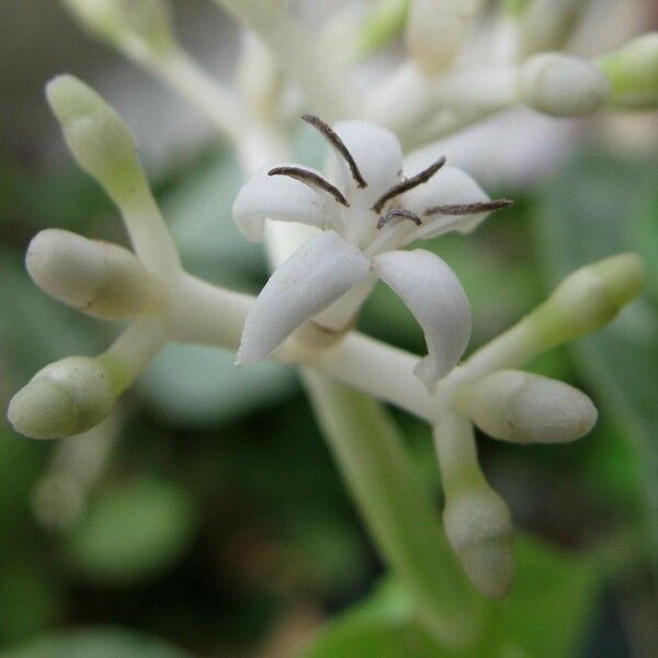Rudgea cornifolia Flower