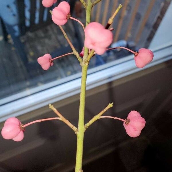 Euonymus atropurpureus ফল