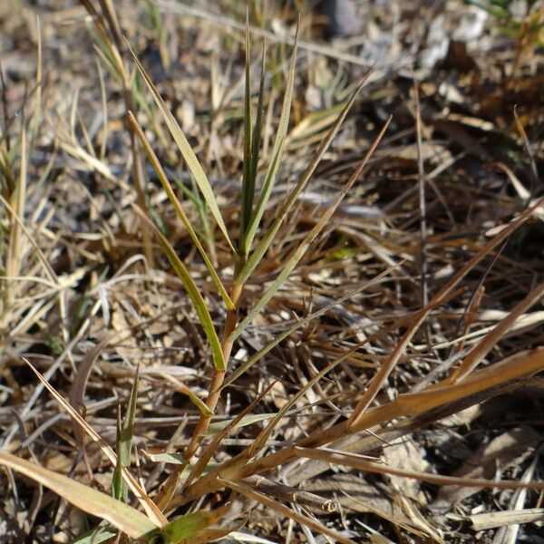 Distichlis spicata Hábito