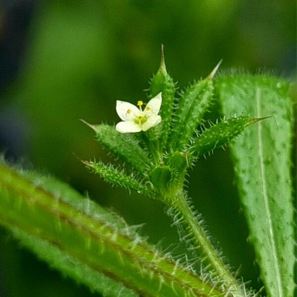 Galium aparine Flor