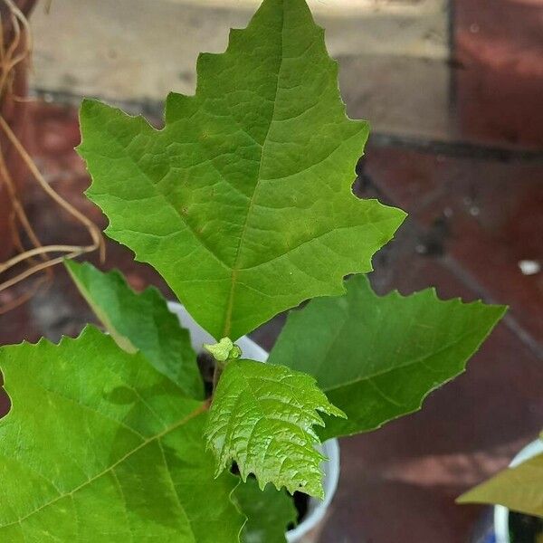 Quercus bicolor Folio