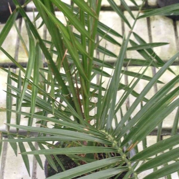 Phoenix canariensis Levél