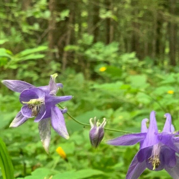 Aquilegia alpina Floare