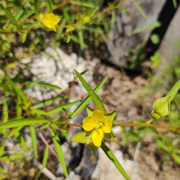 Ludwigia alternifolia Flors