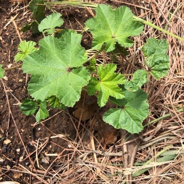 Malva sylvestris Leaf