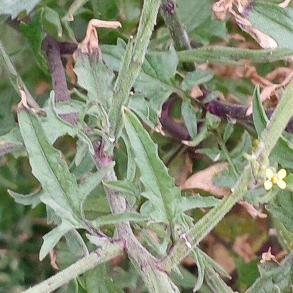 Sisymbrium officinale Folio