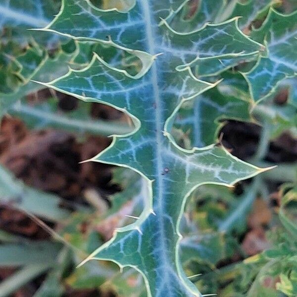 Argemone mexicana Leaf